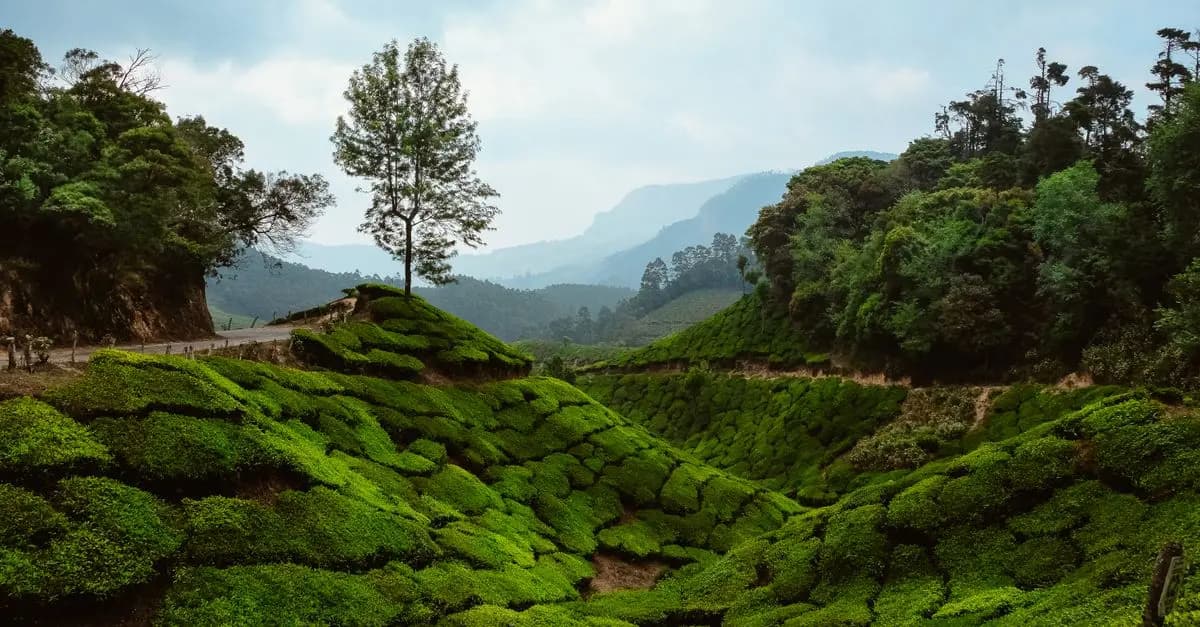 The Best Eco-Friendly Travel Practices to Adopt Today